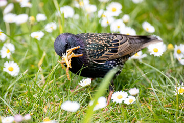 starling in the garden searching worms