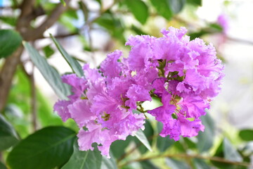 Crape myrtle flowers