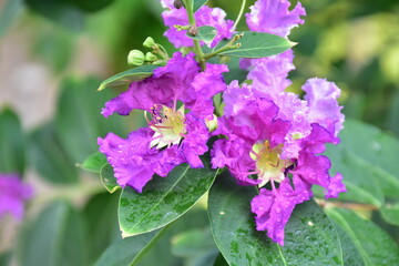 Crape myrtle flowers