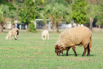 Obraz na płótnie Canvas sheep eating grass.