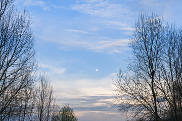 Moon in a blue sky with white clouds in the evening, surrounded by tree branches. Spring landscape, evening sky.