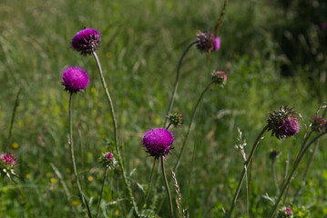 Beautiful thistle flowers in the field, in the Tramontina Valley