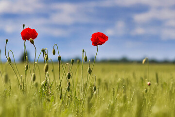 Common red poppy flowers in bloom surrounded by blurry barley grains
