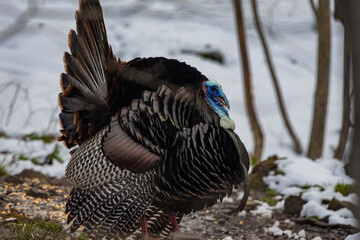 Wild Turkey