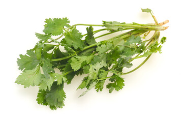 Fresh ripe  Green cilantro leaves