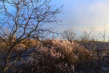 flowering cherry trees with backlight against the sunny blue sky