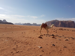 A camel with a saddle stands up, Wadi Rum desert, Jordan