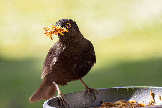 blackbird with worm by feeding in the garden