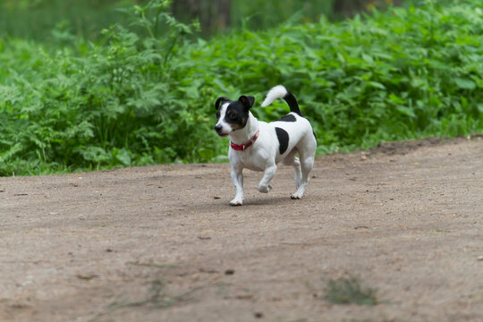 jack russell terrier running along the road