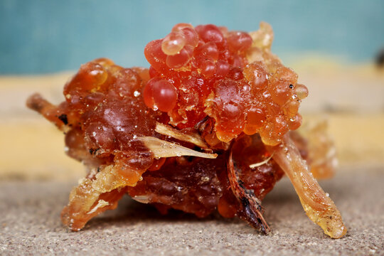 An colse up Image of Pine tree Rosin