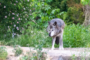 Timberwolf in his territory during fur change