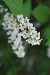 white small flowers on a branch 