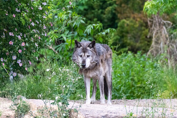 Timberwolf in his territory during fur change
