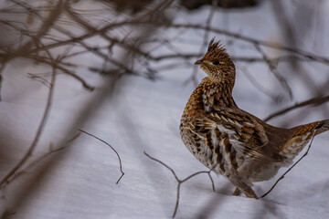Ruffed Grouse