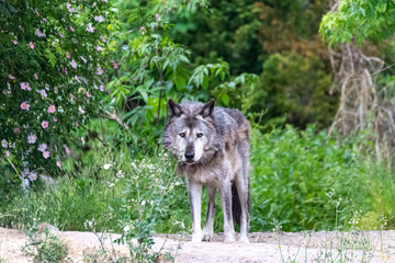 Timberwolf in his territory during fur change