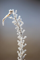 white frost on the meadow