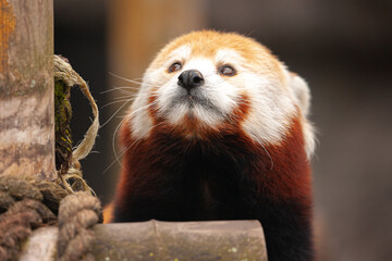 Obraz premium Red panda looks at the sky