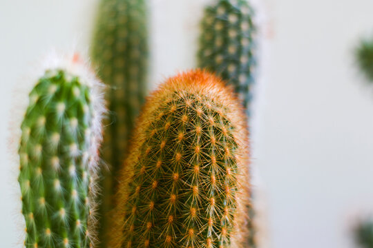 cactus macro and close-up. Indoor cactus. white background.