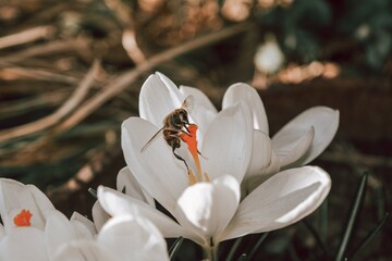 bee in white crocus flowers