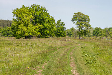 Fototapeta na wymiar country road in a spring meadow, in the background an oak forest