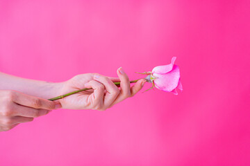 pink flower with pink background