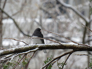 Black eyed Junco on a frozen branch in winter
