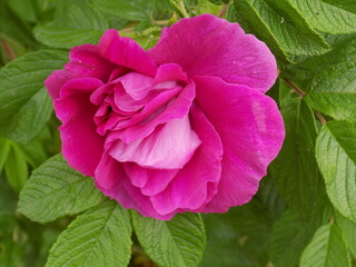 Blooming garden roses. Juicy color. Delicate petals. Bright green leaves.