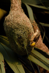 baya weaver bird making nest
