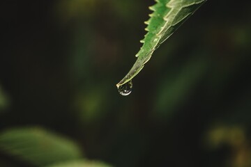 a drop of water drains from a leaf