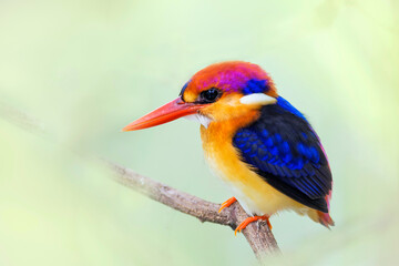 The Oriental dwarf kingfisher (Ceyx erithaca) also known as the black-backed kingfisher or three-toed kingfisher