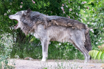 Timberwolf in his territory during fur change