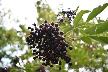 Black elderberries against a blurred background of leaves, Tübingen, Germany
