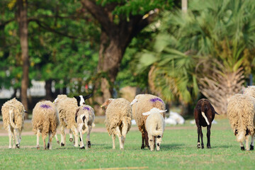 Fototapeta premium sheep eating grass.