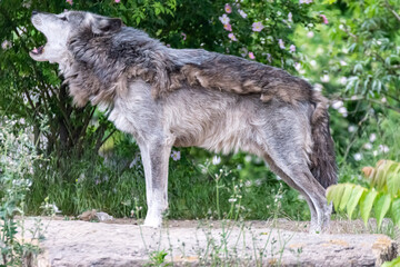 Timberwolf in his territory during fur change