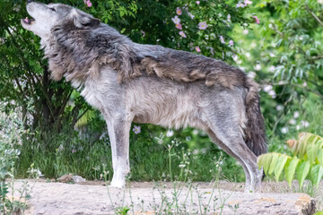 Timberwolf in his territory during fur change
