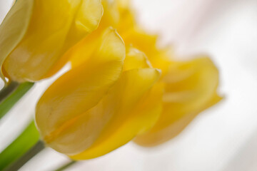 Yellow tulips isolated on white background