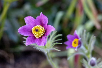pasqueflower on the meadow in the garden