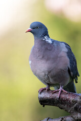 Wood pigeon in the garden on evening