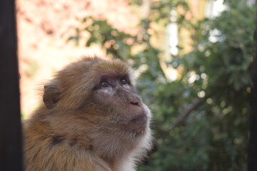 Wild barbary macaque monkey at the Ouzoud waterfall in Morocco