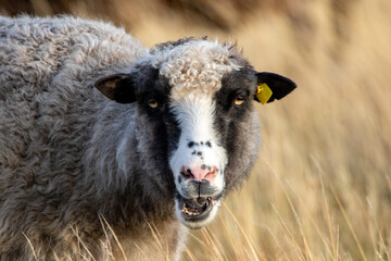 Sheep an the meadow in northern germany