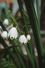 white snowdrops 