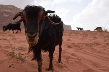 curious goats looking for food in the Wadi Rum Desert, Jordan