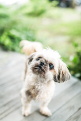 Naklejka na ściany i meble Cute Shih Tzu Dog Standing Outside on Porch 