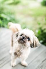 Cute Shih Tzu Dog Standing Outside on Porch 