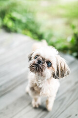 Naklejka na ściany i meble Cute Shih Tzu Dog Standing Outside on Porch 