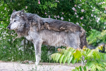 Timberwolf in his territory during fur change