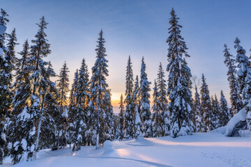 Sunset over the winter polar forest in the north of Russia near the town of Kandalaksha. Murmansk region