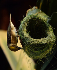 Fototapeta premium baya weaver bird in nest making