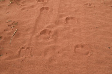 Footprints of camels in the sand of the Wadi Rum Desert, Jordan