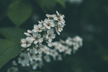 white small flowers on a branch 
